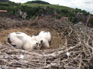 Storchenberingung 2016 001