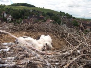 Storchenberingung 2016 002