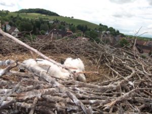 Storchenberingung 2016 003